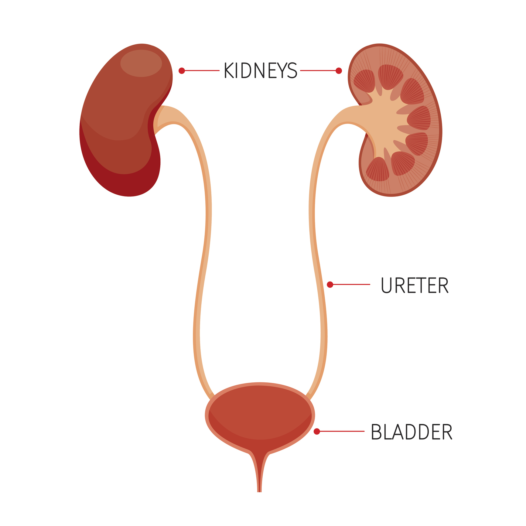[DIAGRAM] Diagram Of Bladder And Kidneys - MYDIAGRAM.ONLINE