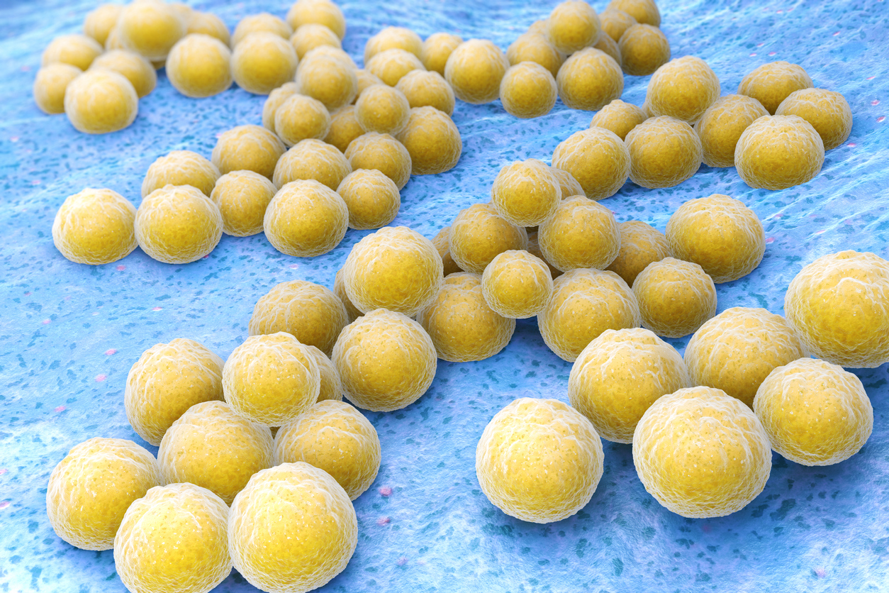 Fact sheet on Staphylococcus - Examining Food