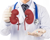 Doctor pointing upwards to a drawn kidney image in his right hand, with left hand palm facing up."