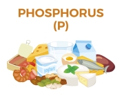 phosphorus food sources