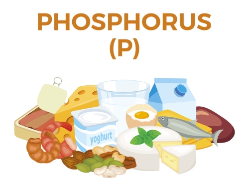 Understanding the Impact of Phosphorus in Renal Patients