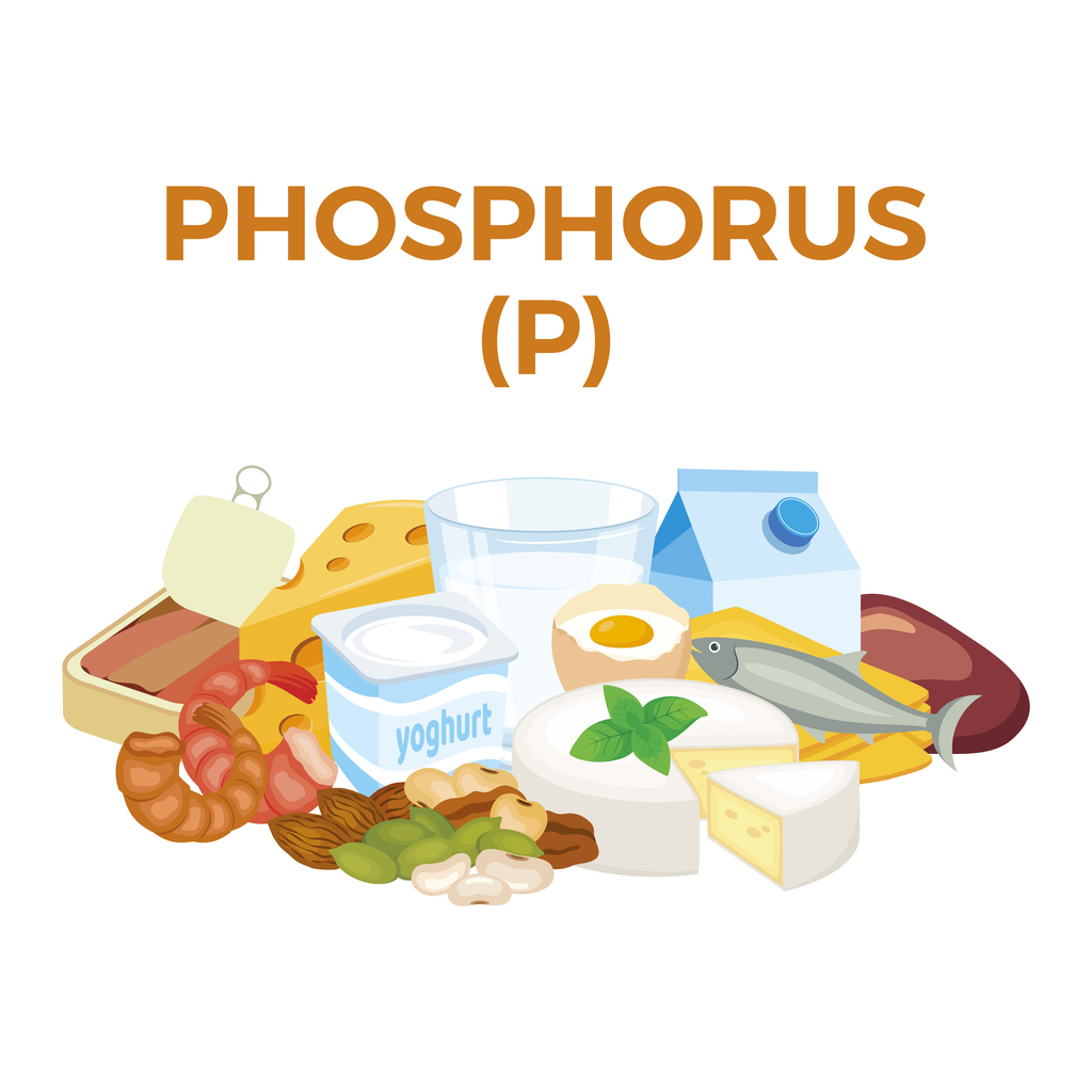 phosphorus food sources
